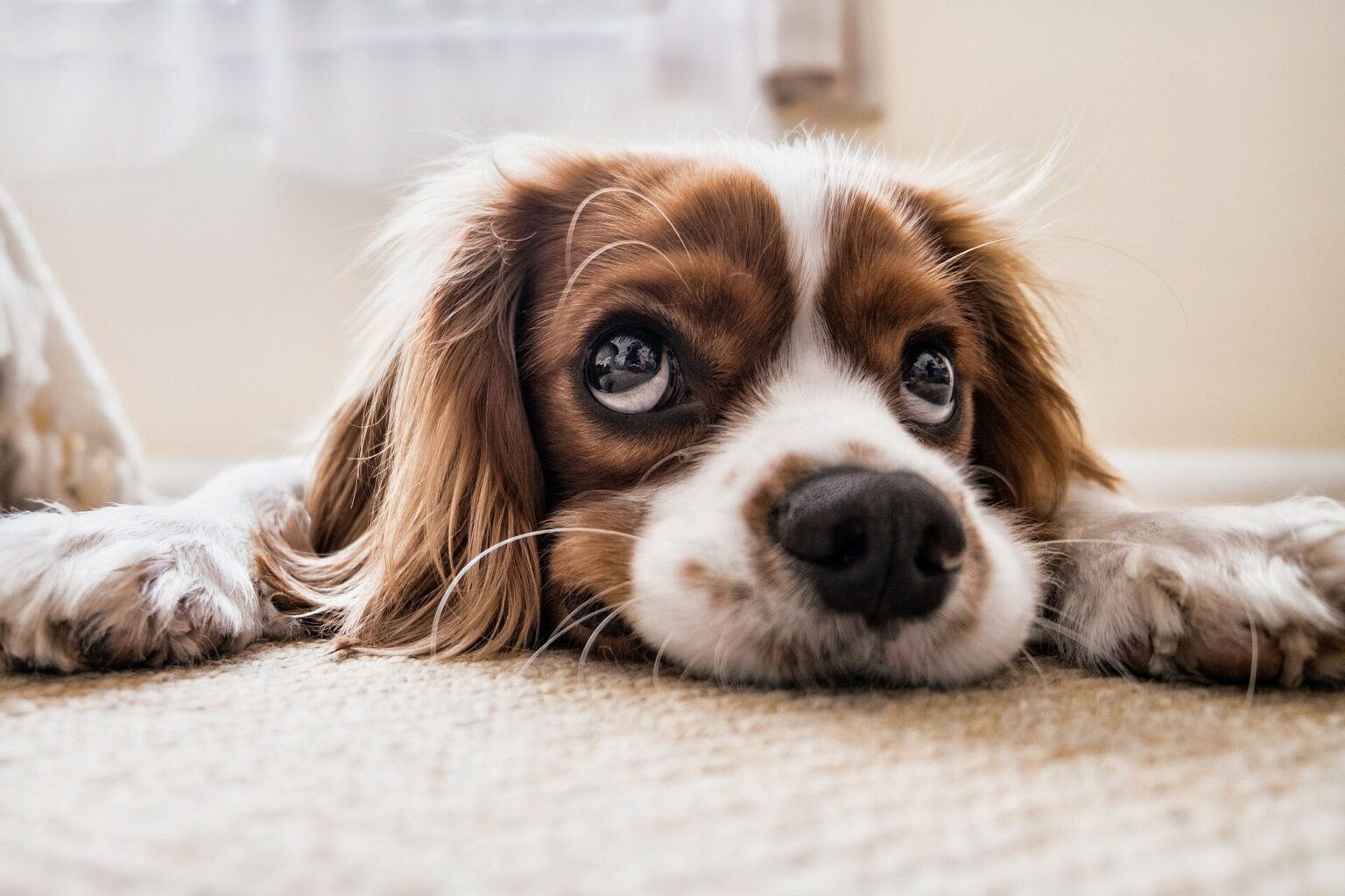 Warzen bei Hunden  